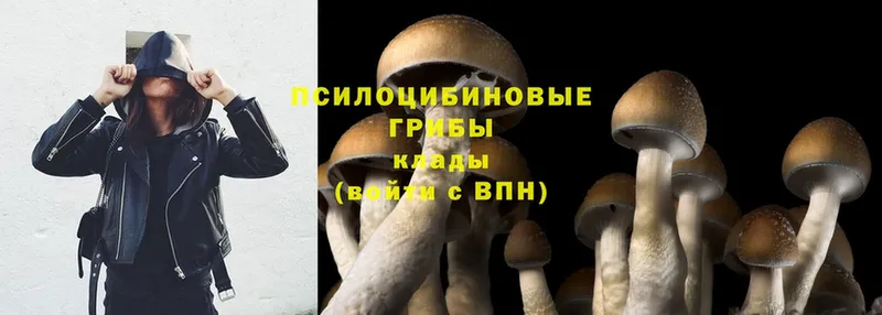 Псилоцибиновые грибы Magic Shrooms  где продают наркотики  Железногорск 